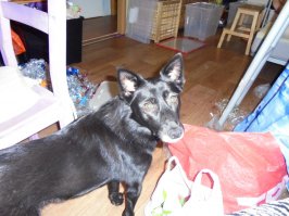 год назад больную и хромую взяли из приюта.Обсолютно убитая собака была.Сейчас это полноценный член нашего семейства.Не о чем не жалеем.