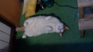 Мое помоешное сокровище. Сначала звали ее Принцесса, она была тощая, голодная и хромая. Несколько недель не могла наесться.  Потом она плавно стала Селедкой, а то и Сусликом. Зато сытая и довольная. Вывод- лучше быть счастливой Селедкой, чем помоешной Принцессой