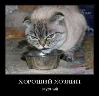  Картинки со смешными подписями