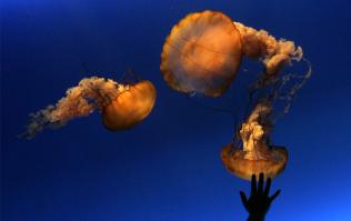 25 фотографий, которые могут удивить