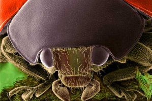 Такой пост и без божьих коровок. Непорядок