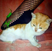 мы увидим кучу лайков от фетишистов))