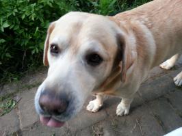 Лабрадор, доброта и няшность во всем)