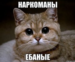 10 котов, которые попробовали валерьянку и кошачью мяту 