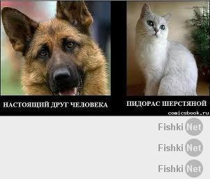 Реакция кота на пальцы 