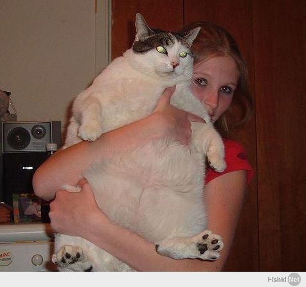 Красивые киски толстых. Жирный кот Барсик. Жирные домашние животные.