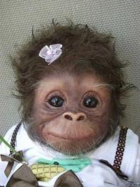 Выдры могут быть милыми и смешными