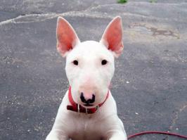 История спасения одного бультерьера