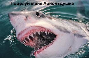  Настойчивая акулья любовь