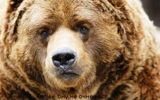 Не будите русского медведя