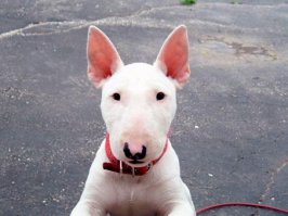 Счастливые морды спасенных из приюта собак 