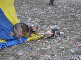 Боевые собаки ополченцев!!!