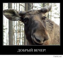 10 самых необычных домашних животных