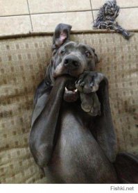 20 фотографий, доказывающих, что нет никого преданнее собаки