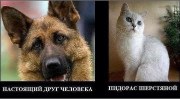 Как пес отплатил своему хозяину за спасение