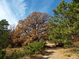 22 веских повода съездить в Румынию