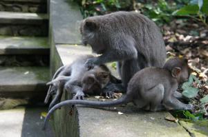 Спасибо за фото, классные. Берегите природу)

Добавлю из своих:
1. Орангутан в джунглях, Суматра
2. Лес обезьян, Бали
3. Слонов ведут купаться, Шри Ланка 
4. На слоне очень удобно верхом, лучше, чем на лошади))