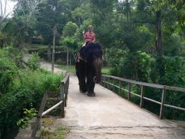 Спасибо за фото, классные. Берегите природу)

Добавлю из своих:
1. Орангутан в джунглях, Суматра
2. Лес обезьян, Бали
3. Слонов ведут купаться, Шри Ланка 
4. На слоне очень удобно верхом, лучше, чем на лошади))