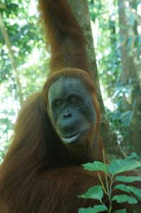 Спасибо за фото, классные. Берегите природу)

Добавлю из своих:
1. Орангутан в джунглях, Суматра
2. Лес обезьян, Бали
3. Слонов ведут купаться, Шри Ланка 
4. На слоне очень удобно верхом, лучше, чем на лошади))