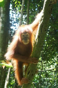 М-да, фермер - козёл. 
Видела орангутанов на Суматре, довольно агрессивные животные, людей не боятся. Фотка детеныша оттуда же, сделана с соседней ветки. А потом пришла мама и пришлось убегать)