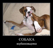 Такие разные собаки