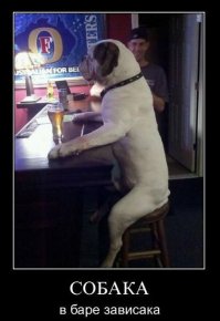 Такие разные собаки