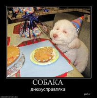 Такие разные собаки