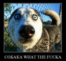 Такие разные собаки