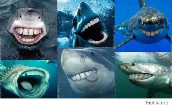 Страшные и прекрасные акулы 