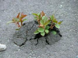 ты еще скажи что через асфальт нереально прорасти