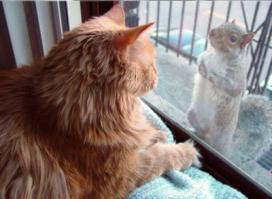 - Поверьте, мистер Кот, Вам вредно так много есть! Я помогу Вам с диетой!