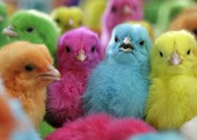 1 день от роду..