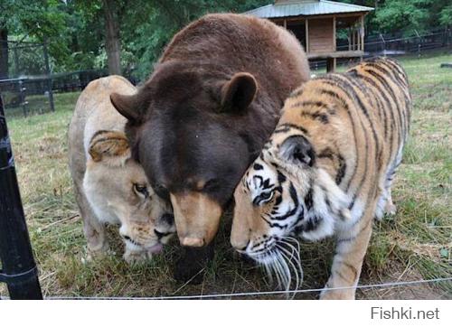 Агрессивными животных делает среда обитания, а любовь и ласка творят чудеса! И поверьте, животные умеют любить получше нас, не предавайте и не обижайте их, "Мы в ответе за тех, кого мы приручили".