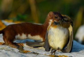 Уважаю хищников, даже маленьких, за храбрость, смелость и риск! Но этот очень миминяшный!)))