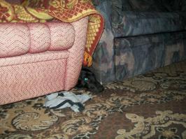 Cобаки, которые понятие не имеют, откуда взялся весь этот бардак