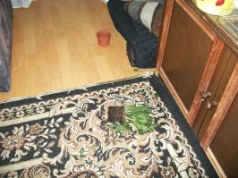 Cобаки, которые понятие не имеют, откуда взялся весь этот бардак