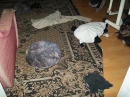 Cобаки, которые понятие не имеют, откуда взялся весь этот бардак