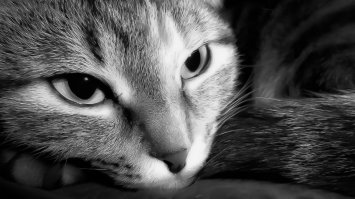 А это кот знакомой )