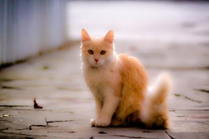 Вот моя красота )