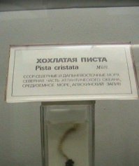 отправил знакомой девушке с украины )))) шутку оценила ))) правда попросила при друзьях так ее не называть ))))) (Это не политический говновброс, а то начнёте минусовать сейчас ))))))))