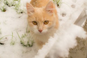 у меня кошка тоже в этом году первый раз снег увидала )))) была удивлена