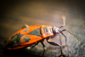 хороший макро объектив стоит порядка 50 000 ((( к сожалению пока нет таких денег, но тяга к макро фото есть, купил на первое время макрокольца, получается пока так