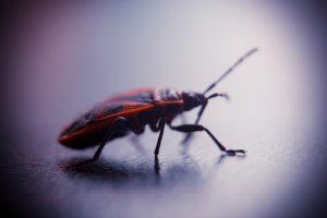 хороший макро объектив стоит порядка 50 000 ((( к сожалению пока нет таких денег, но тяга к макро фото есть, купил на первое время макрокольца, получается пока так