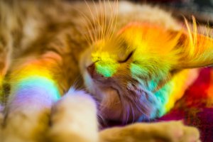 моя кошка спит в радуге