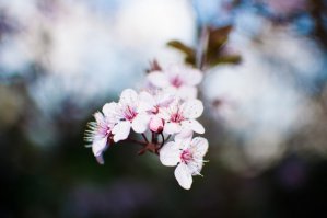 У нас уже вовсю цветет, фоткал недели три назад ))))