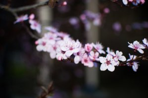 У нас уже вовсю цветет, фоткал недели три назад ))))