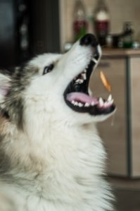 Наш тоже бывает промахивается ))) в этот раз поймал )))