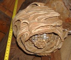 Слева осиное гнездо, справа шершневое.
Характерные полосы и ноздреватая вентиляция гнезда шершней видна издалека.
А по окраске судить не очень верно, шершней, как и ос много видов не менее 27 видов только шершней.