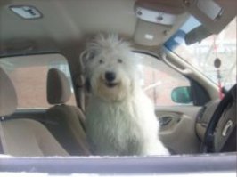 Тибоша в образе.