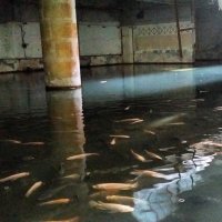 И рыбы там реально много было. Жирненькой такой)))